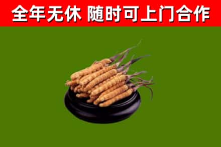 桑植县回收冬虫夏草