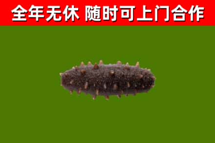 桑植县回收海参干
